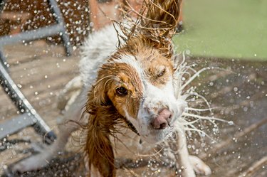 A cocker spaniel dog shaking off water