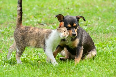 cat and dog are touching their heads. Beautiful animal friendship. Cat and dog love