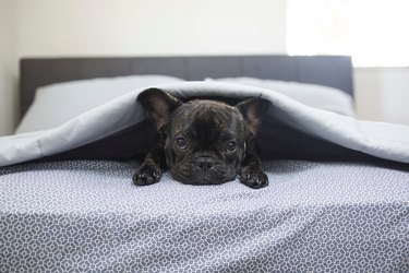 Portrait Of Dog Lying On Bed