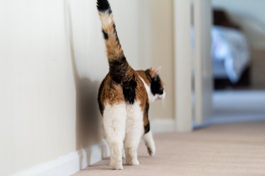 Closeup of calico cat back walking showing tail butt, hind legs on carpet floor curious in hall hallway to bedroom in home room, bed