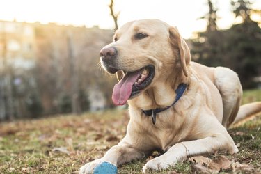 Smiling labrador dog in the city park