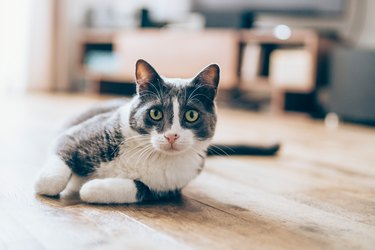 Cat lying on parquet floor