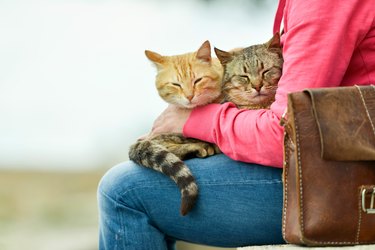 Two cats lying on woman's lap