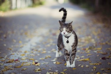 cat on alert in an alley