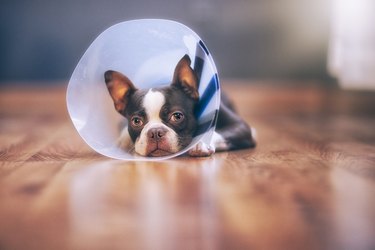 Boston Terrier puppy wearing pet cone