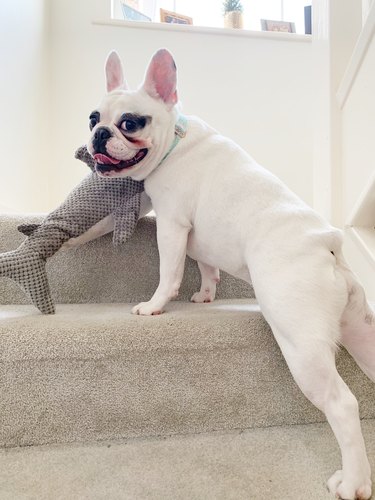 Cute French Bulldog posing on the stairs with her toy, England