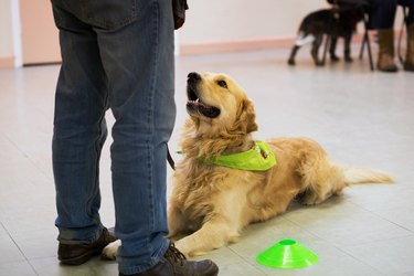 Handsome golden retriever working with owner, lying down. Green bandana on neck.