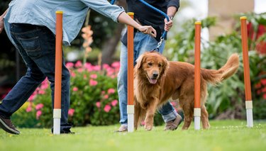 Dog in a training class