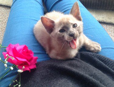 Adorable yawning baby kitten