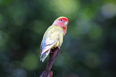 Peach-faced lovebird Rosy-faced Agapornis roseicollis Very Cute Birds