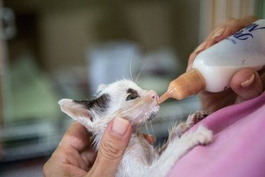 Cat Drinking Milk at Balinese Shelter