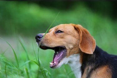 Beagle dog yawn when feeling sleepy in the park outdoor.