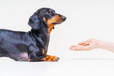 hand owner feeding the dog breed dachshund, black and  tan on gray background