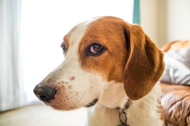 A Beagle hound mix looking at camera out of the side of his eyes