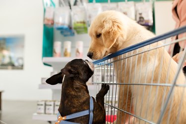 Dog in a shopping cart