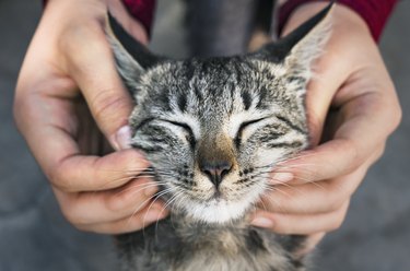 woman petting cat's face