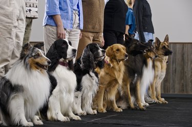 Line of purebred dogs with their humans