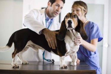 Veterinarians with a dog