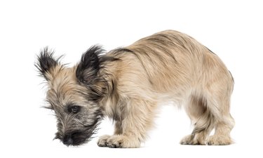 Skye Terrier dog looking down isolated on white