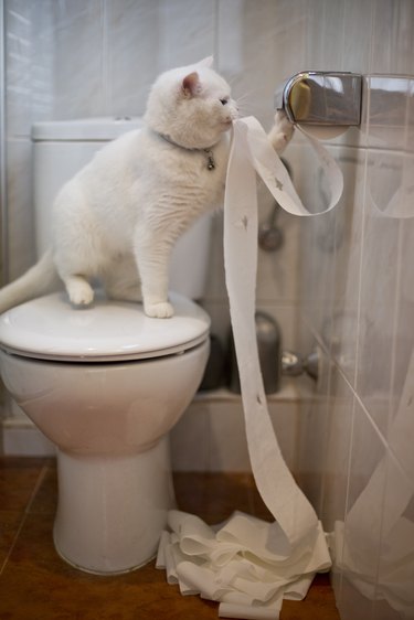 Cat playing with toilet paper