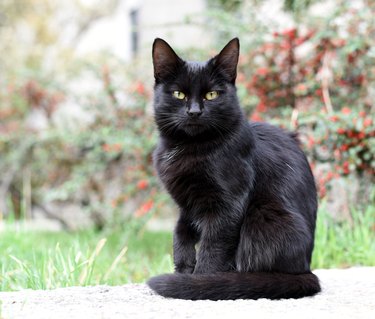 Black kitty on the street