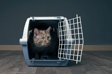 Cute ginger cat in a travel crate looks curious sideways.