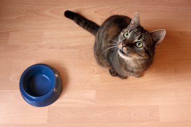 Cat waiting for food to be put in the bowl
