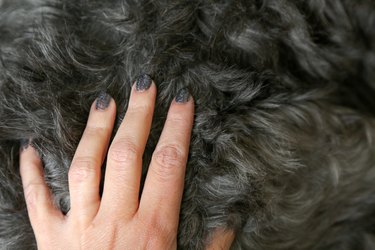 woman's hand with gray painted nails petting gray curly dog