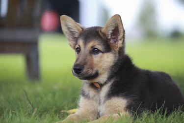 German Shepherd puppy