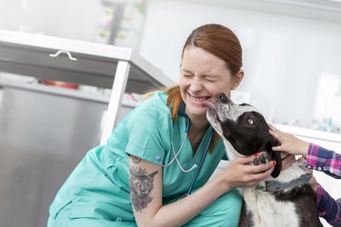 Dog licking smiling young veterinary doctor at clinic