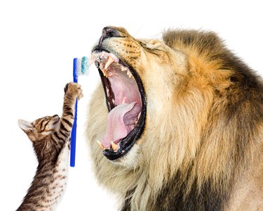 Cat Brushing Lion's Teeth