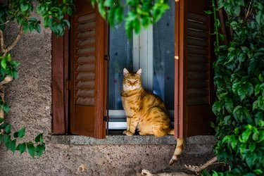 Cat Sitting On Window Sill Amidst Plants