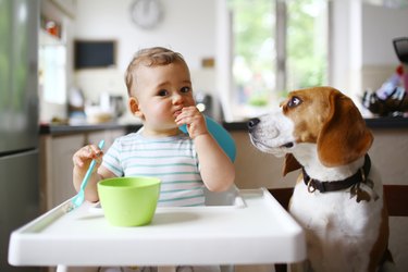 A 1 year old boy eating next to his dog