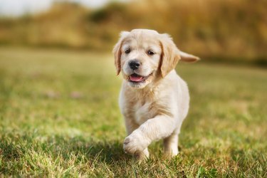 Running golden retriever puppy