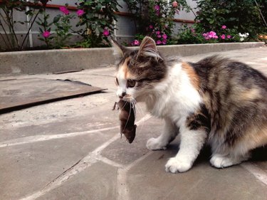 Cat Holding Dead Mouse In Mouth