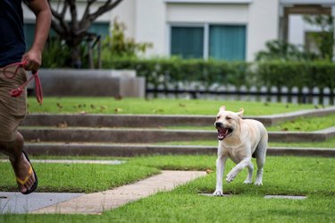 labrador running aggressively