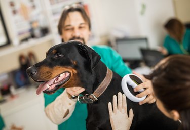 Veterinarians scanning Doberman's chip at animal hospital.