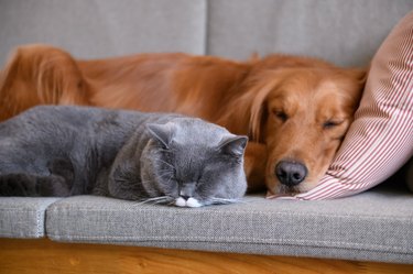 Golden Retriever sleeps with the cat on a gray couch