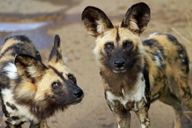 African wild dog