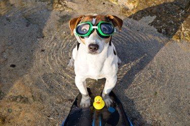 Portrait of dog in swimming glasses and flippers