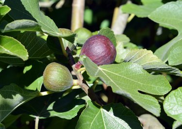Figs on a Fig Tree