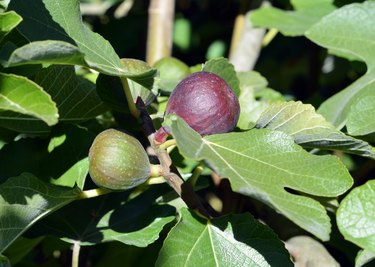 are crab apples poisonous to dogs