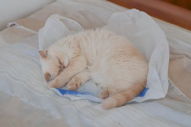 Beige cat color red point sleeps sweetly on a plastic bag.