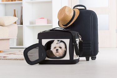 Dog sitting in a carrying case