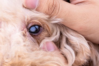 Hand embracing pedigree poodle dog with cataract problem on his eye