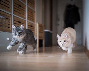 kittens playing running through the house