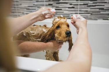 Enjoying His Bath!