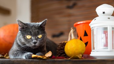 Gorgeous grey cat lying down on a table with Halloween and Autumn themed decorations.