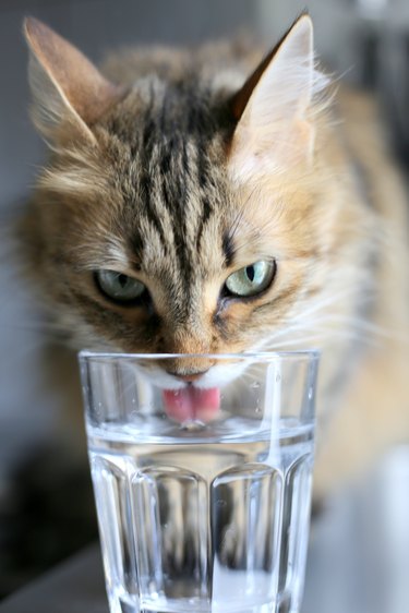Cat drinking water in a glass II
