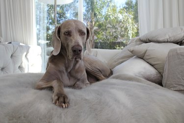 Gray weimaraner dog sitting on gray couch